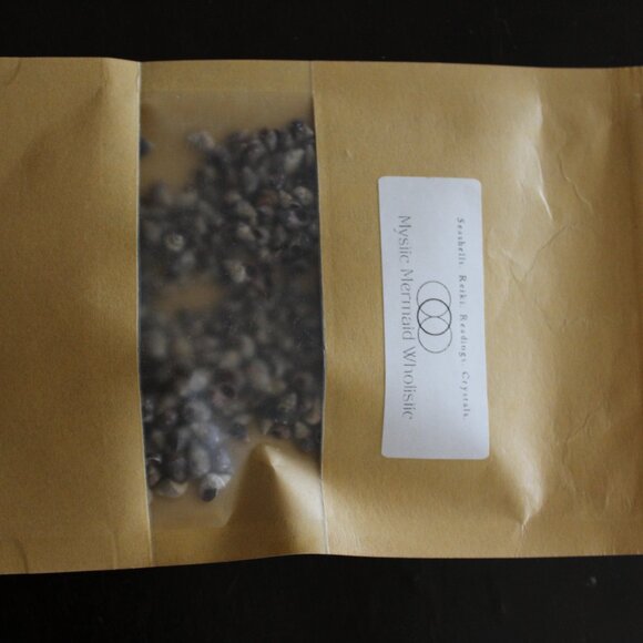 Small Snail seashells - Picture 7 of 7